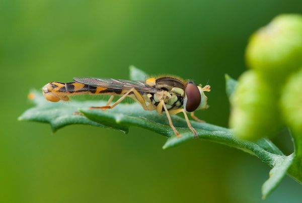 Aktuelle Studie von der Schwäbischen Alb: 97% Insektenschwund in 50 Jahren