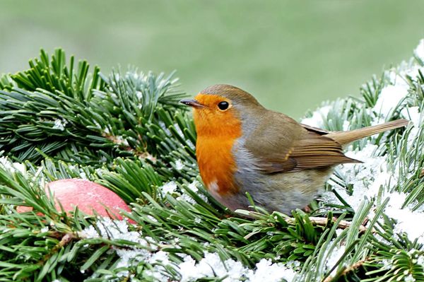 Mitmachen bei Vogel-Zählaktion "Stunde der Wintervögel"