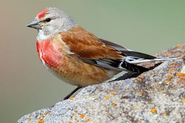 33 verschiedene Vogelarten in Ensingen, 83 im Kreis Ludwigsburg