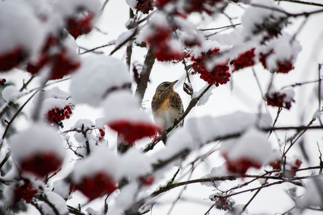 Wintervogelzählung mit Überraschung: 65 Wacholderdrosseln in Ensingen