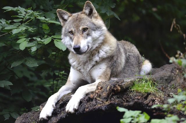Wölfe kommen nicht aus Rumänien - Stromberg gut geeignet