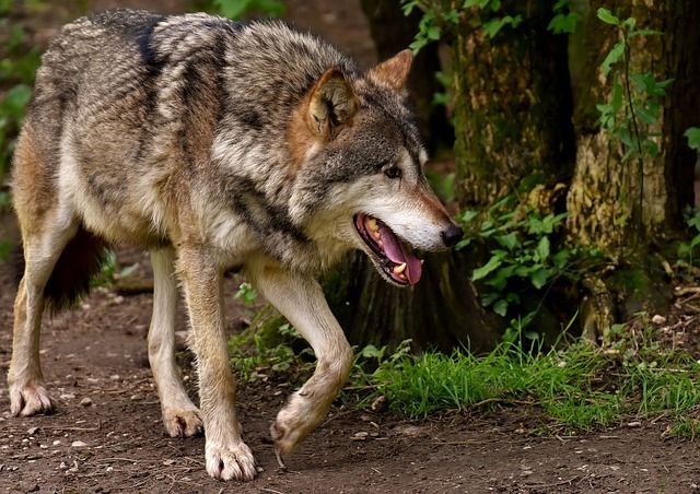 Rösler: 2022 kein Wolfsrudel im Länd-le