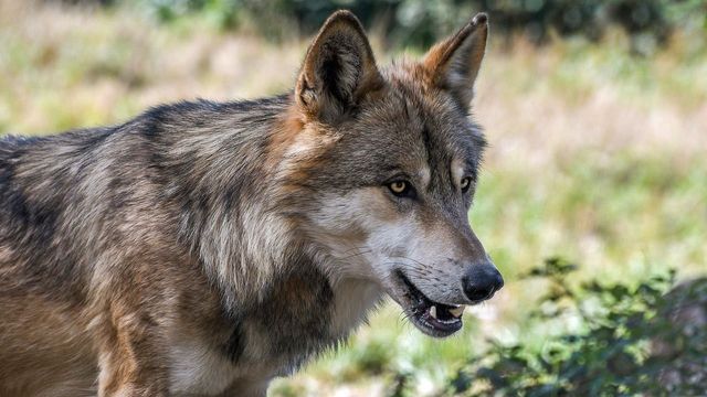 Erstmals Spuren einer weiblichen Wölfin in Baden-Württemberg nachgewiesen