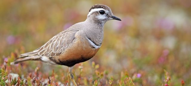Zum Regenpfeiferacker