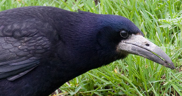Kreis Ludwigsburg profitiert vom angepasstem Saatkrähenmanagement